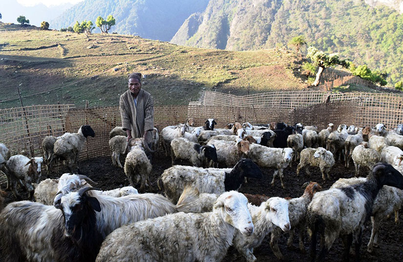 एउटै गोठमा ५७ गाई, कृत्रिम गर्भाधान गराउन निषेध